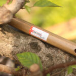 Dòng Sáo VS5 Nứa Bắc